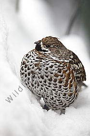 Haselhuhn im Schnee