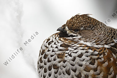 Haselhuhn im Schnee
