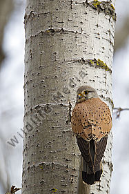 Turmfalke