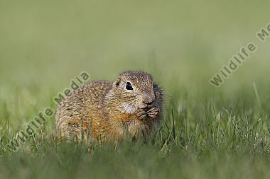 Ziesel / European souslik / Citellus citellus