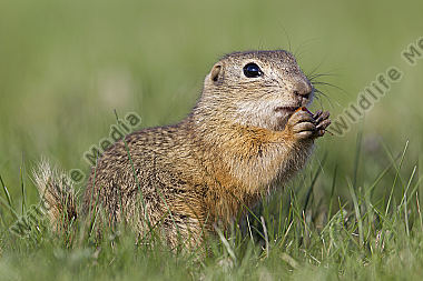Ziesel / European souslik / Citellus citellus
