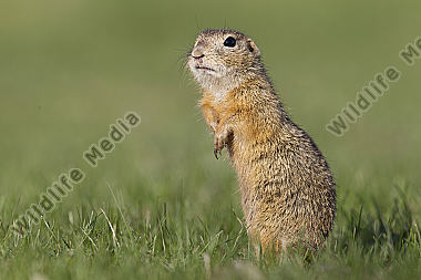 Ziesel / European souslik / Citellus citellus
