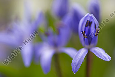 Zweiblättriger Blaustern / alpine squill / Scilla bifolia /