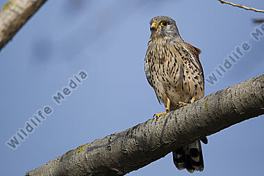 Common Kestrel
