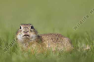 Ziesel / European souslik / Citellus citellus