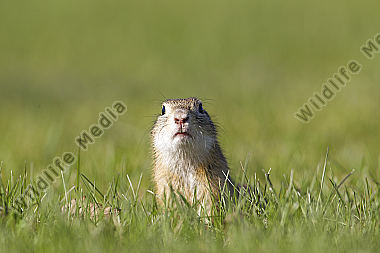 Ziesel / European souslik / Citellus citellus