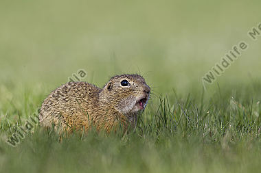 Ziesel / European souslik / Citellus citellus