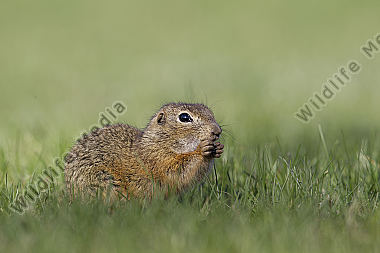 Ziesel / European souslik / Citellus citellus