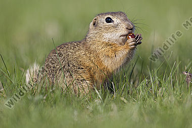 Ziesel / European souslik / Citellus citellus