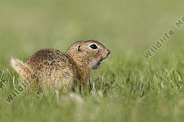 Ziesel / European souslik / Citellus citellus