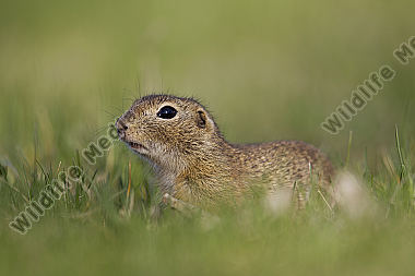 Ziesel / European souslik / Citellus citellus