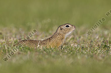 Ziesel / European souslik / Citellus citellus