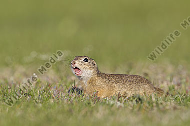 Ziesel / European souslik / Citellus citellus