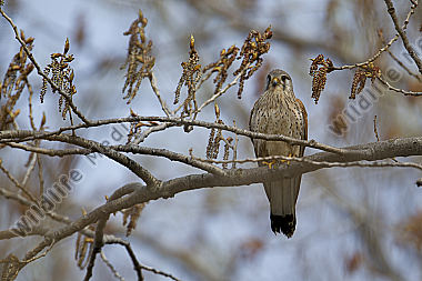 Common Kestrel