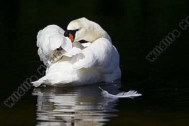 Höckerschwan / Mute Swan / Cygnus olor