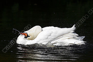 Höckerschwan / Mute Swan / Cygnus olor