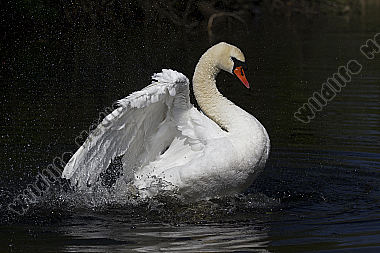 Höckerschwan / Mute Swan / Cygnus olor