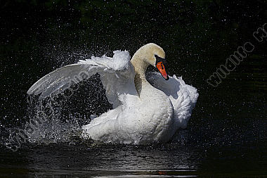Höckerschwan / Mute Swan / Cygnus olor