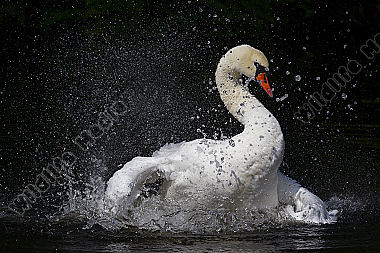 Höckerschwan / Mute Swan / Cygnus olor