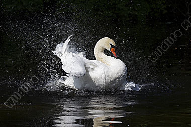 Höckerschwan / Mute Swan / Cygnus olor