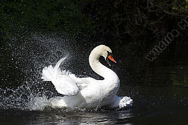 Höckerschwan / Mute Swan / Cygnus olor