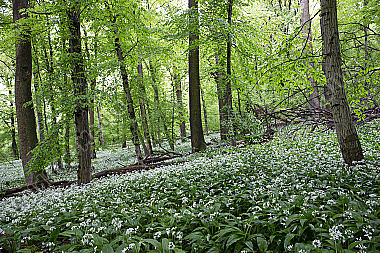 Bärlauchblüte