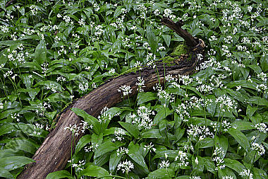 Bärlauchblüte