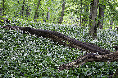 Bärlauchblüte