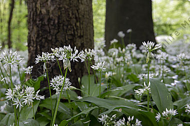 Bärlauchblüte