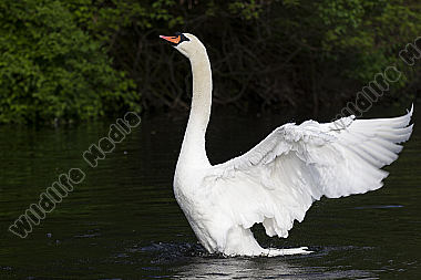 Höckerschwan / Mute Swan / Cygnus olor