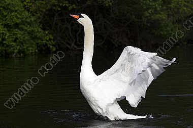 Höckerschwan / Mute Swan / Cygnus olor