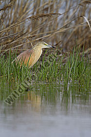 Rallenreiher / squacco heron / Ardeola ralloides