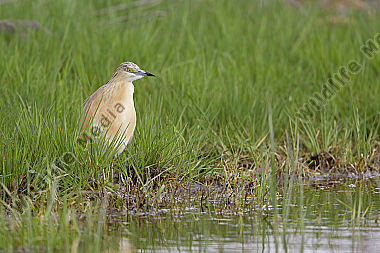 Rallenreiher / squacco heron / Ardeola ralloides