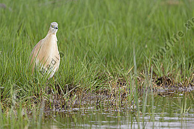 Rallenreiher / squacco heron / Ardeola ralloides