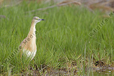 Rallenreiher / squacco heron / Ardeola ralloides