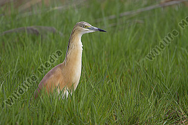 Rallenreiher / squacco heron / Ardeola ralloides