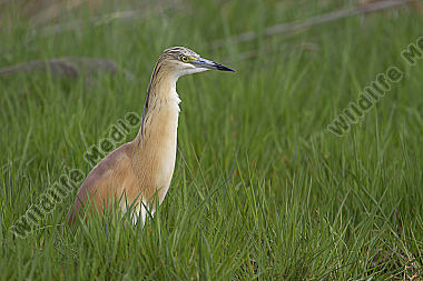 Rallenreiher / squacco heron / Ardeola ralloides