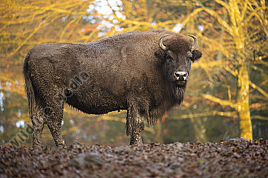 Europäische Bison Bison bonasus
