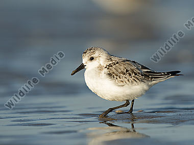 Sanderling Calidris alba
