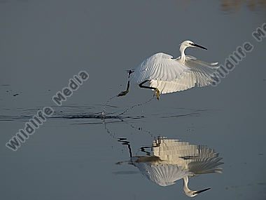Seidenreiher Egretta garzetta