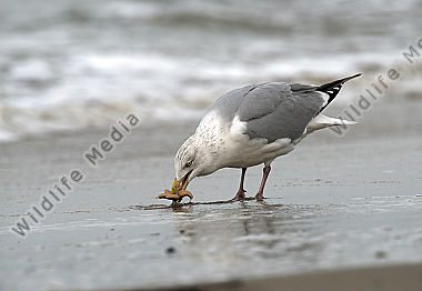SilbermöweTexel