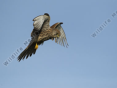 Turmfalke Falco tinnunculus