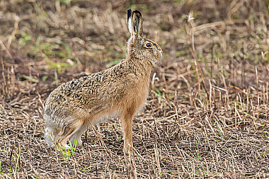 Feldhase Lepus europaeus rabbit