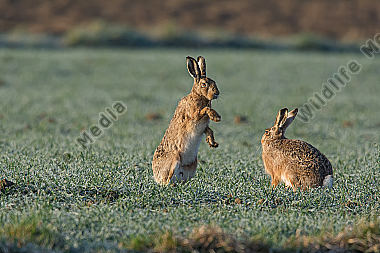 Feldhase Lepus europaeus rabbit