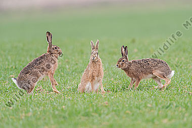Feldhase Lepus europaeus rabbit