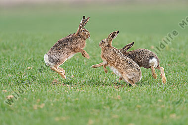 Feldhase Lepus europaeus rabbit