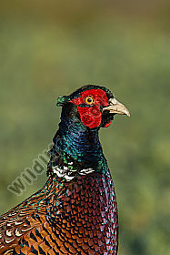 Fasan Phasianus colchicus Common Pheasant