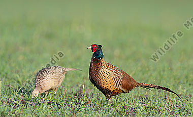 Fasan Phasianus colchicus Common Pheasant