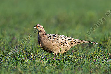 Fasan Phasianus colchicus Common Pheasant