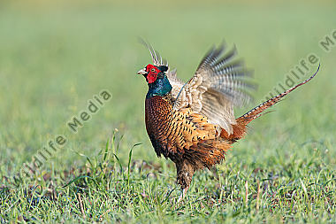 Fasan Phasianus colchicus Common Pheasant